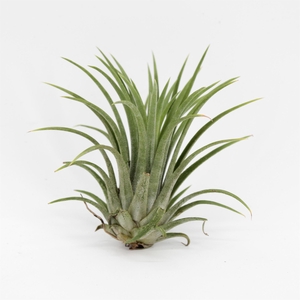 Tillandsia ionantha