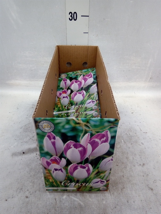 <h4>Crocus   ...flowerbulbs</h4>
