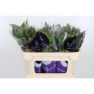 Clem Di Bl Pirouette