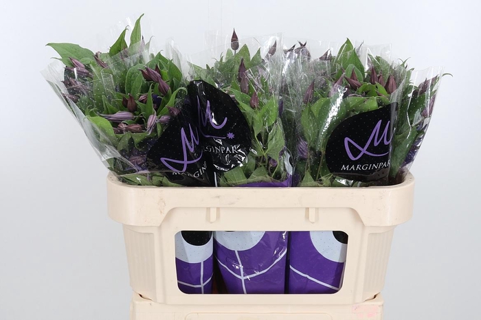 <h4>Clem Di Bl Pirouette</h4>