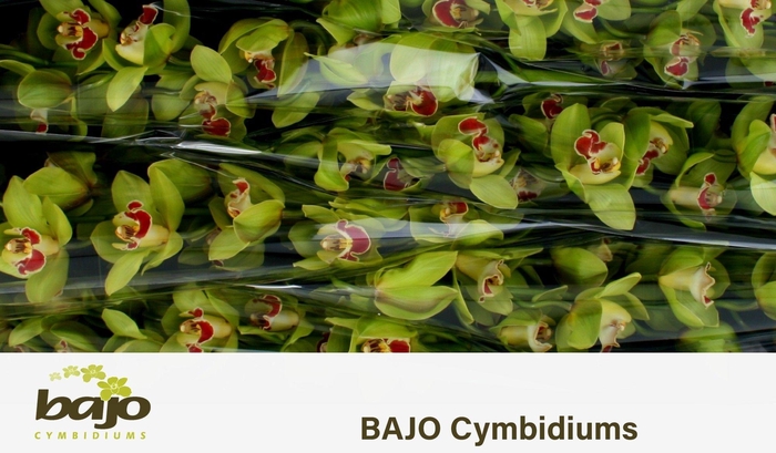 <h4>CYMB T FIONA</h4>