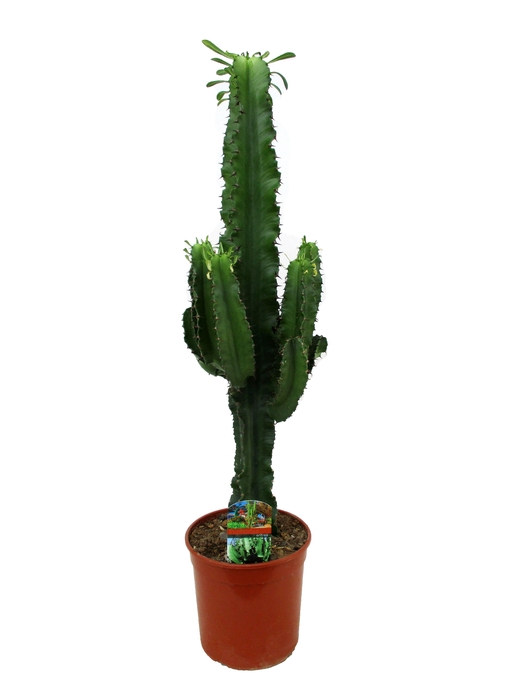 <h4>Euphorbia eritrea</h4>
