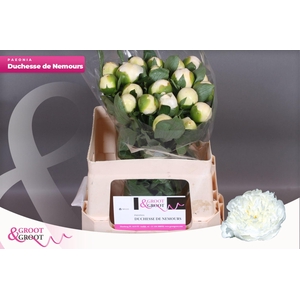 Paeonia Duchesse De Nemours | Heavy Quality