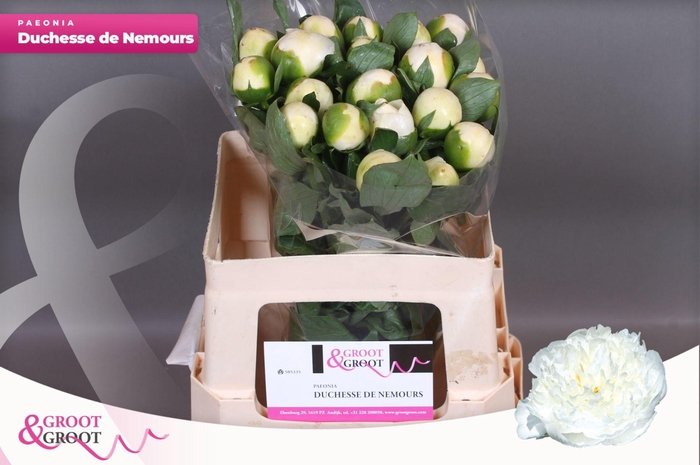 <h4>Paeonia Duchesse De Nemours | Heavy Quality</h4>