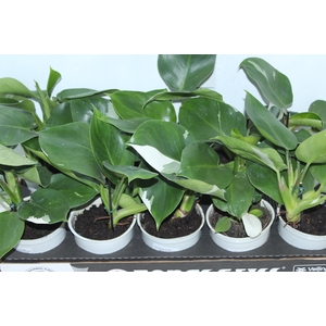 PHILODENDRON WHITE WIZARD P12