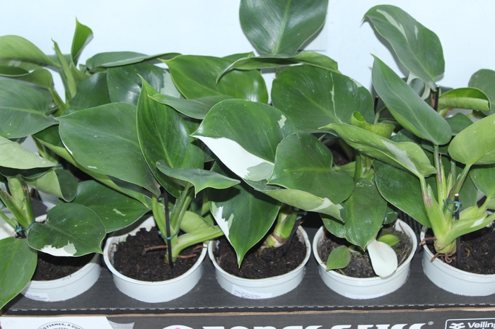 <h4>PHILODENDRON WHITE WIZARD P12</h4>