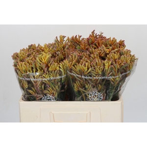 Anigozanthos Bush Blitz