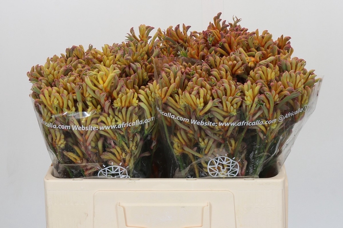 <h4>Anigozanthos Bush Blitz</h4>