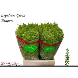 Lep Vi Green Dragon
