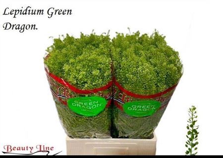 <h4>Lep Vi Green Dragon 70cm</h4>