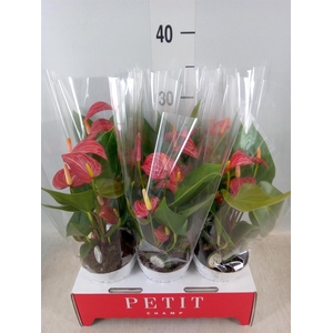 Anthurium andr. 'Livium Red Mirco'