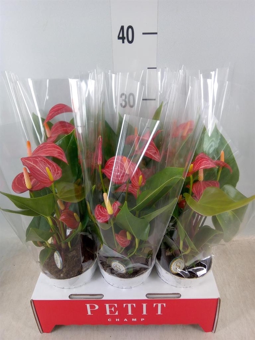 <h4>Anthurium andr. 'Livium Red Mirco'</h4>