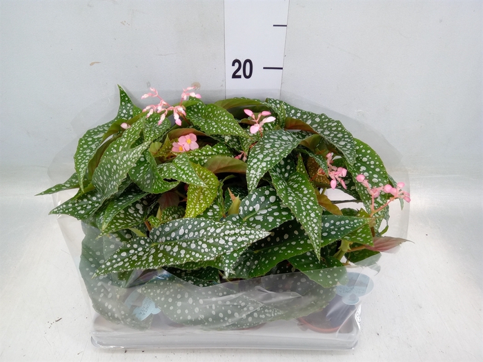 <h4>Begonia maculata</h4>