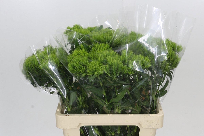 <h4>Dianthus Br Kiwi Mellow</h4>