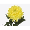 Chrys bl magnum yellow
