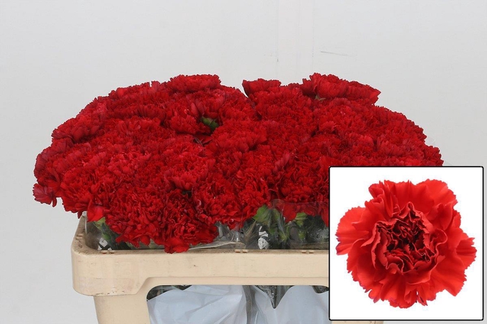 <h4>DI ST GENNARO</h4>