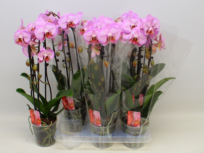 <h4>PHAL EL CASCADE</h4>