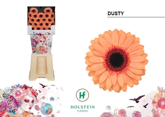 <h4>GE MI Dusty diamond x80</h4>