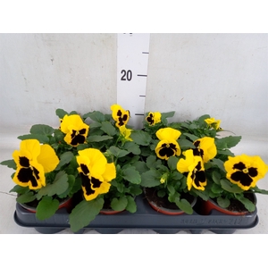 Viola wr. 'Colossus Yellow Blotch'