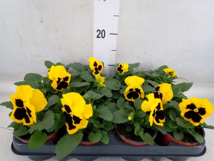 <h4>Viola wr. 'Colossus Yellow Blotch'</h4>