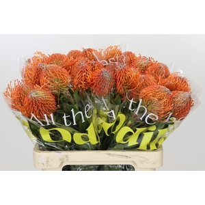 Nutans Ayoba Mandarin Zest