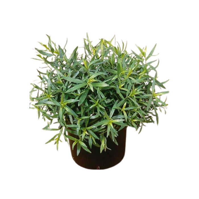 <h4>Artemisia dracunculus</h4>