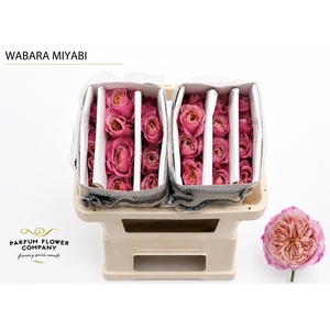 Rosa a Wabara Miyabi