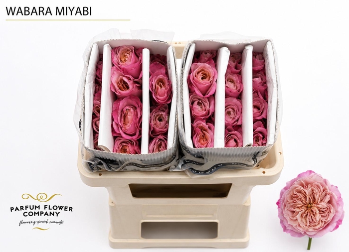 <h4>Rosa a Wabara Miyabi</h4>
