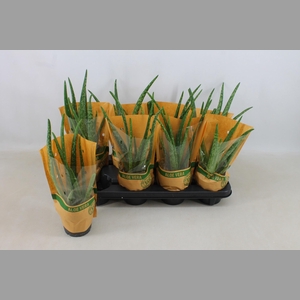 ALOE VERA
