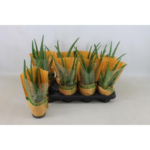 ALOE VERA