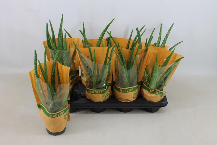 <h4>ALOE VERA</h4>