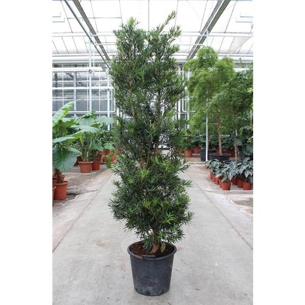 <h4>Podocarpus macrophylla</h4>