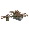 Sedum Sieboldii