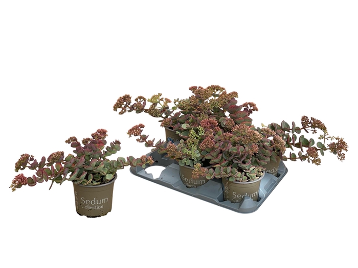 Sedum Sieboldii