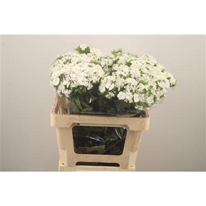 Di Barb Breanthus Duke White