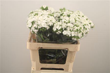 <h4>Di Barb Breanthus Duke White</h4>