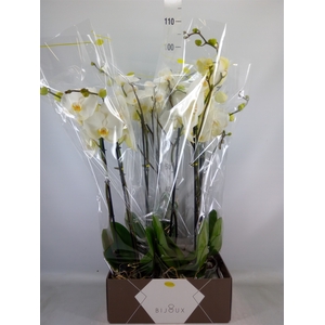 Phalaenopsis   ...white