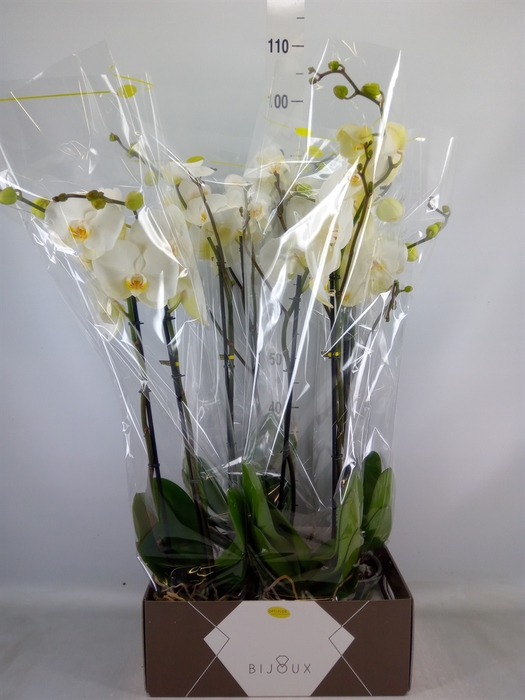 <h4>Phalaenopsis   ...white</h4>