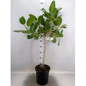Ficus benghalensis 'Petite Audrey'