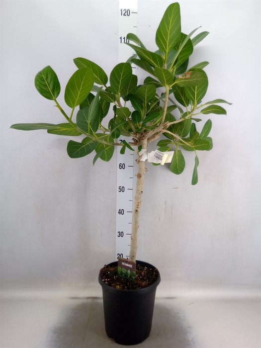 Ficus benghalensis 'Petite Audrey'