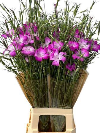 <h4>AGROSTEM QUEEN PURPL*</h4>