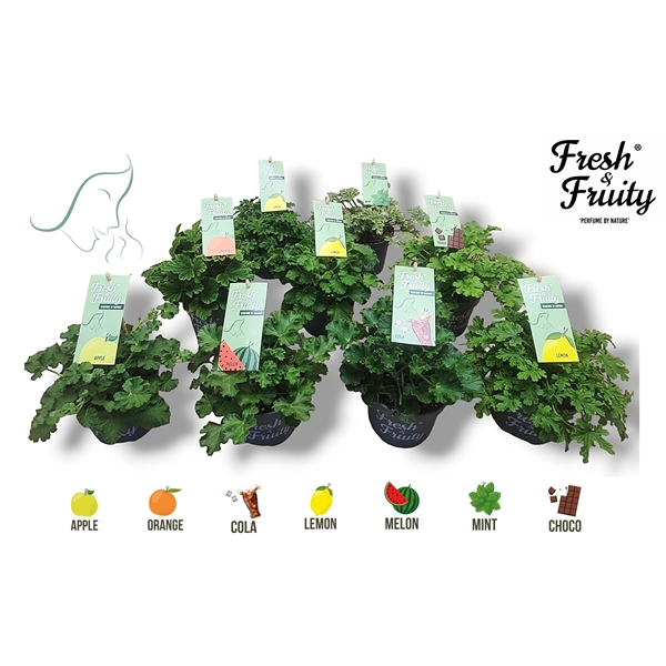 <h4>Pel. Fresh&Fruity® Mixlaag</h4>