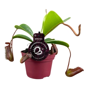 Nepenthes Lowii 12 cm