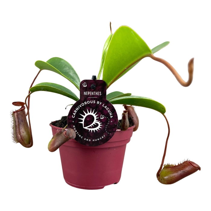 <h4>Nepenthes Lowii 12 cm</h4>