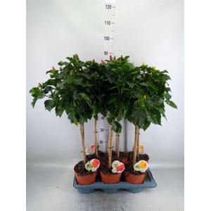 Hibiscus rosa-sin. 'Sunny'  ..mix