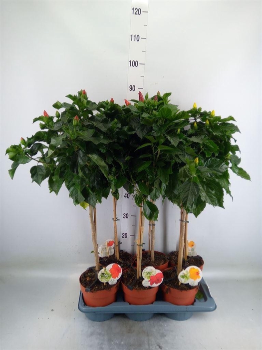 <h4>Hibiscus rosa-sin. 'Sunny'  ..mix</h4>