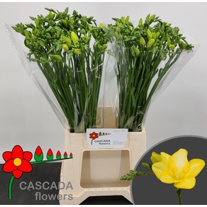 Freesia enk Gold River