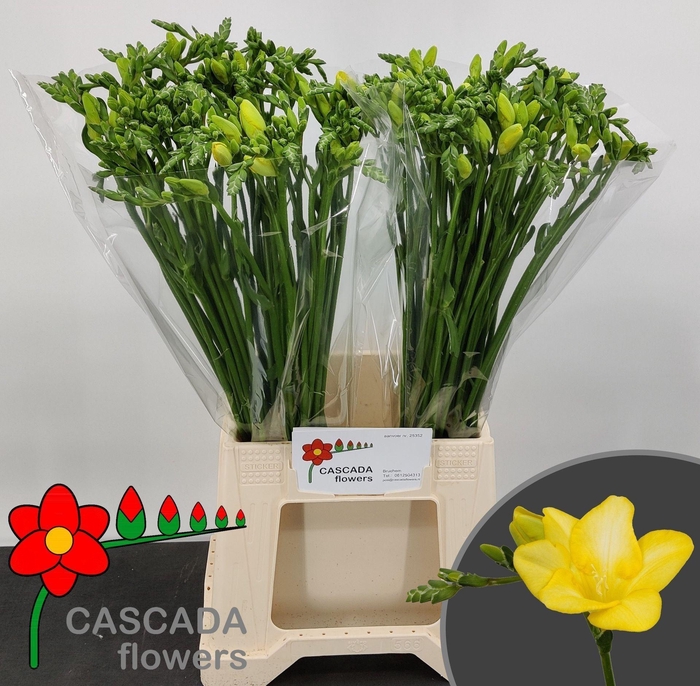 <h4>Freesia enk Gold River</h4>