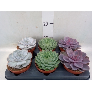 Echeveria   ...mix