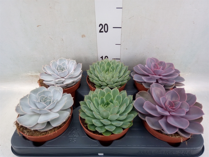 <h4>Echeveria   ...mix</h4>